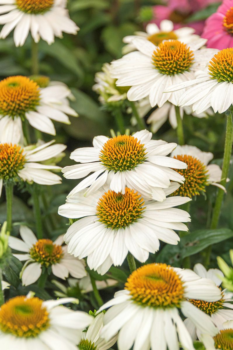 Sonnenhut PowWow White
