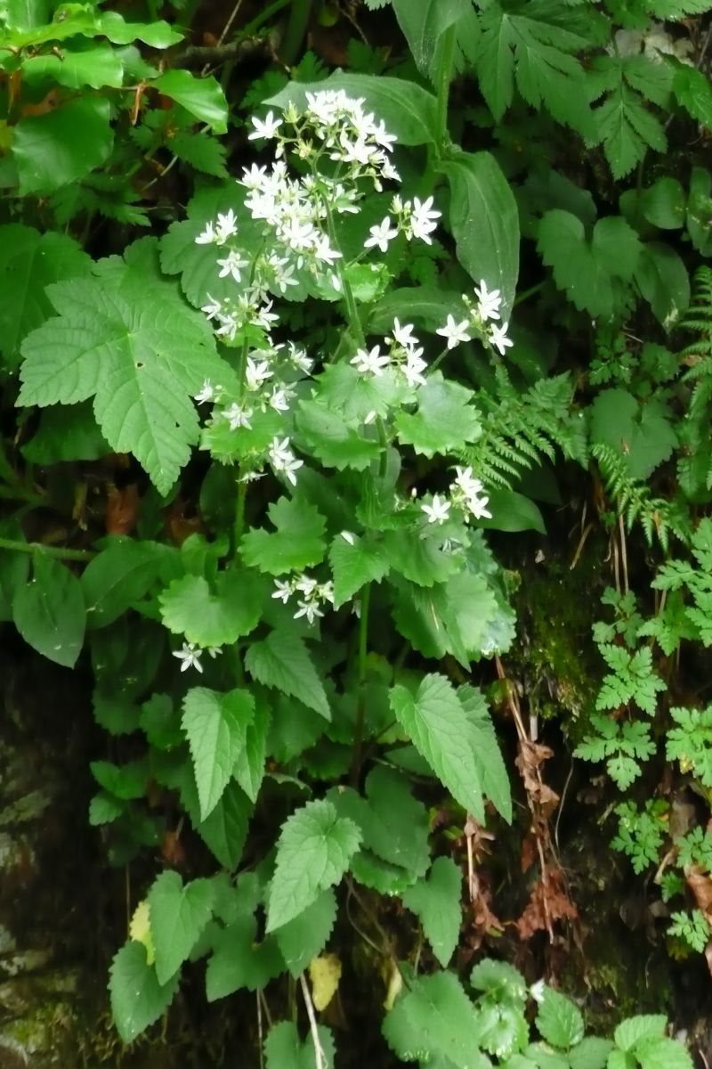 Knoblauchhederich, Knoblauchsrauke