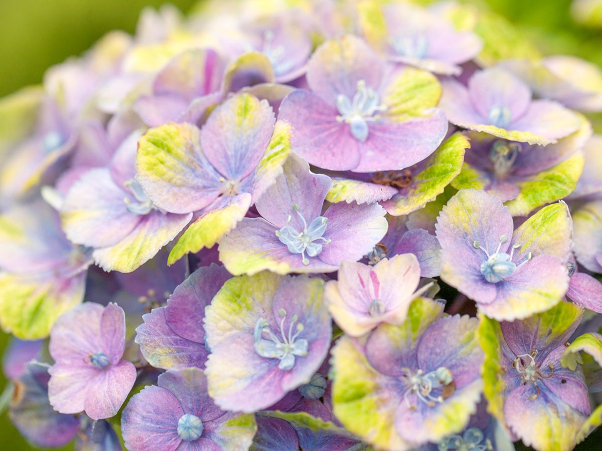 Gartenhortensie Magical Amethyst® Gartenhortensie Magical Amethyst®