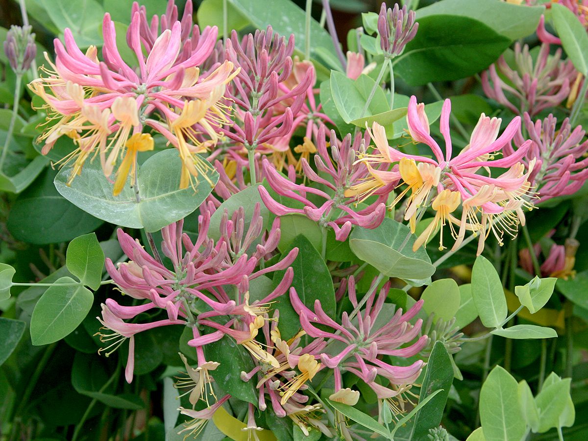 Geissblatt Goldflame Geissblatt Goldflame