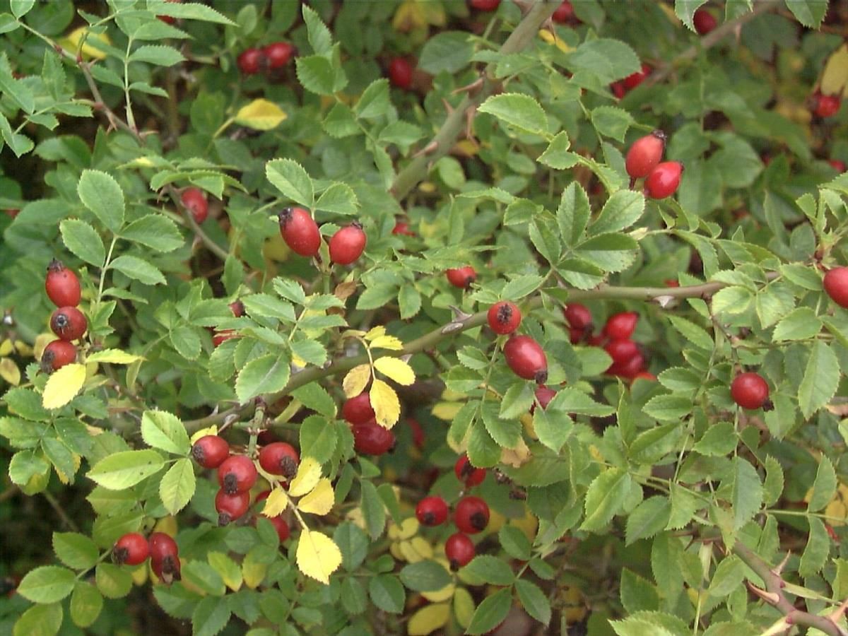 Ackerrose (Feldrose) Ackerrose (Feldrose)