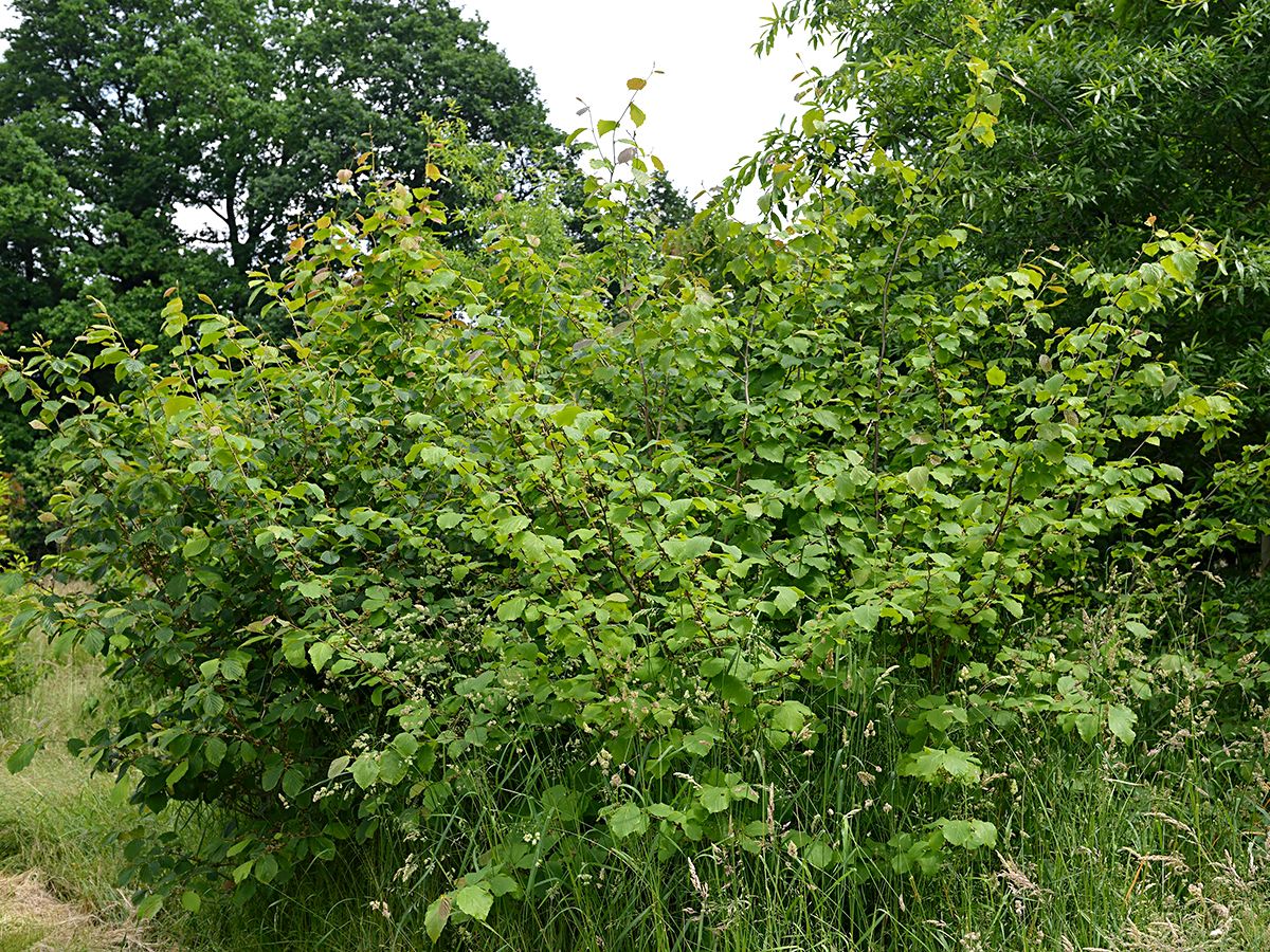 Virginische Zaubernuss