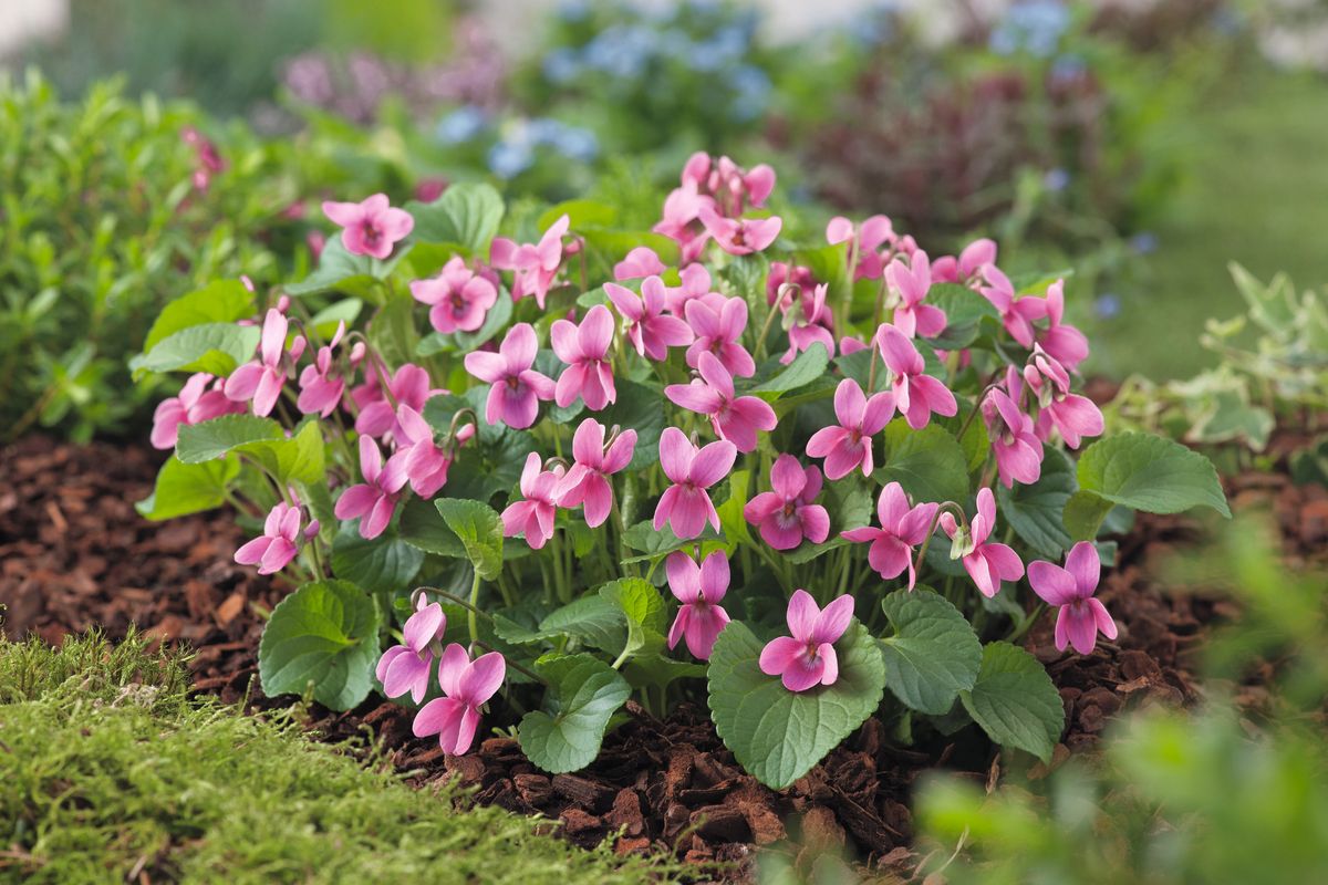 Rotes Duftveilchen Coeur d'Alsace