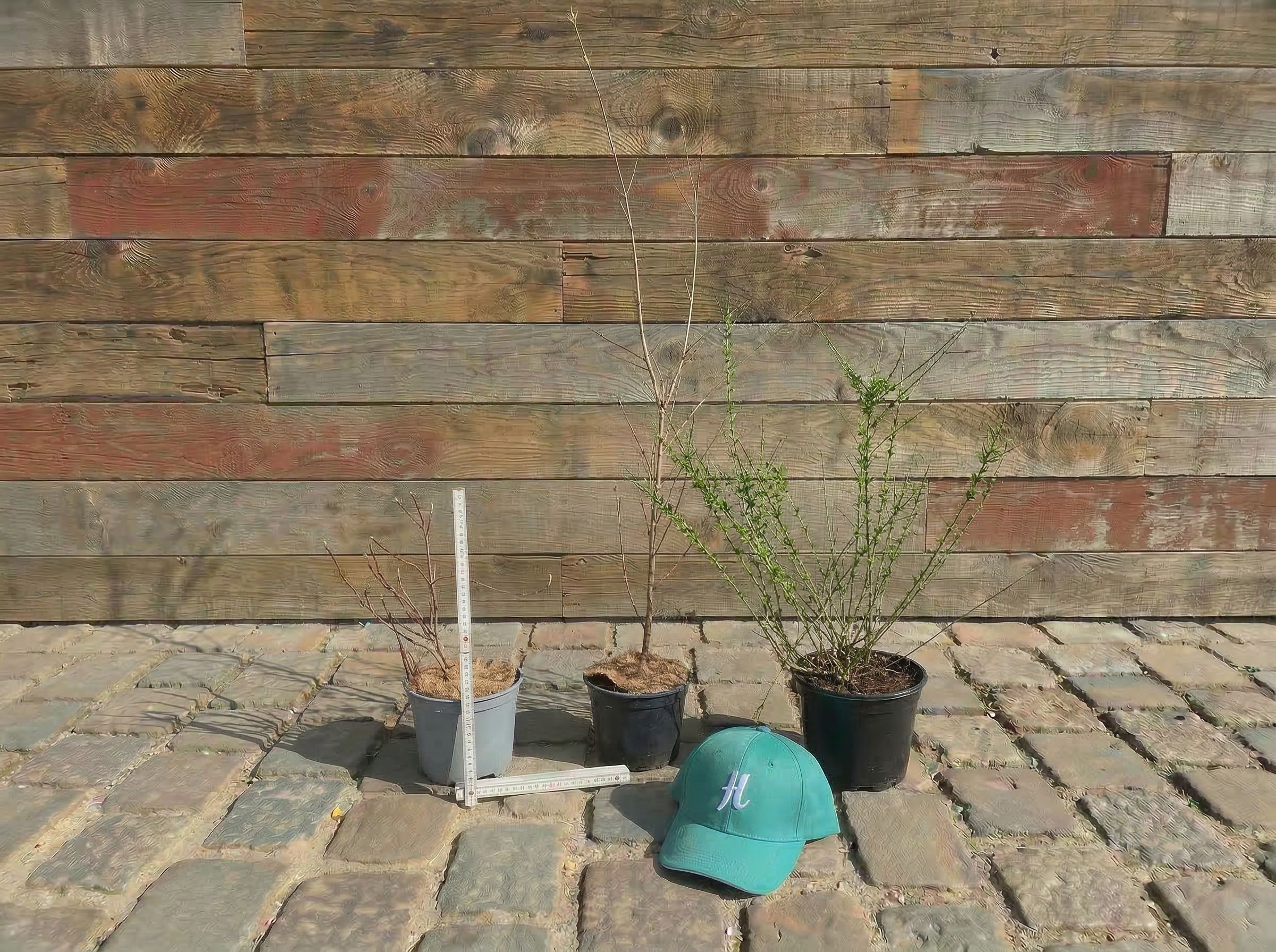 Architektur Pflanzen Swiss Balkon