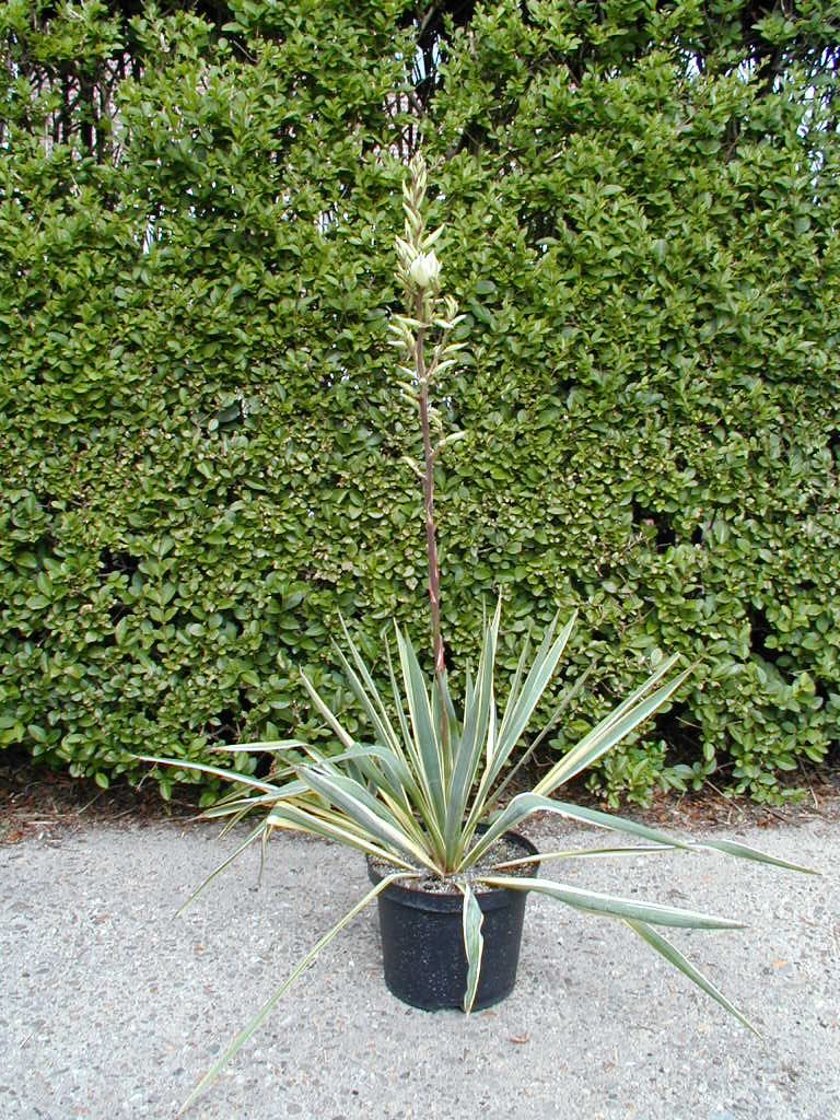 Palmlilie Bright Edge