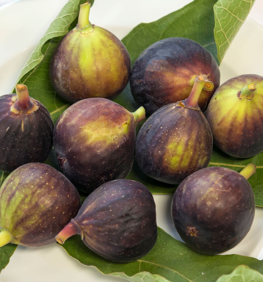 Feige Ronde de Bordeaux