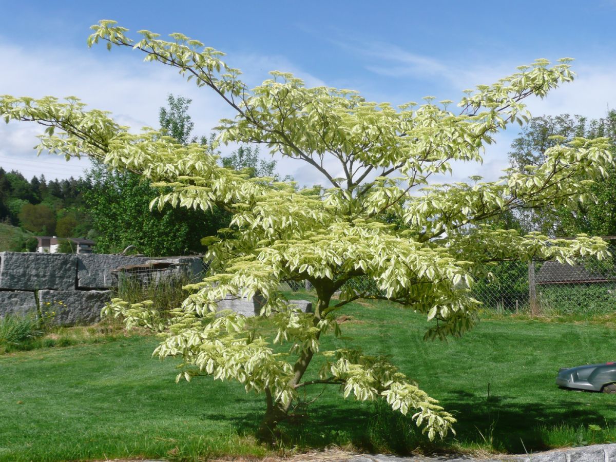 Buntblättriger Pagodenhartriegel Variegata Buntblättriger Pagodenhartriegel Variegata