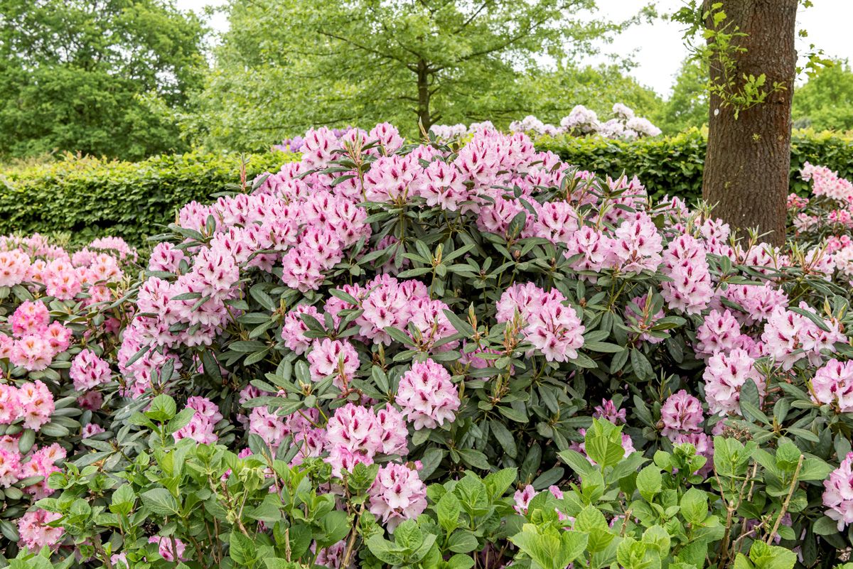 Rhododendron Herbstfreude
