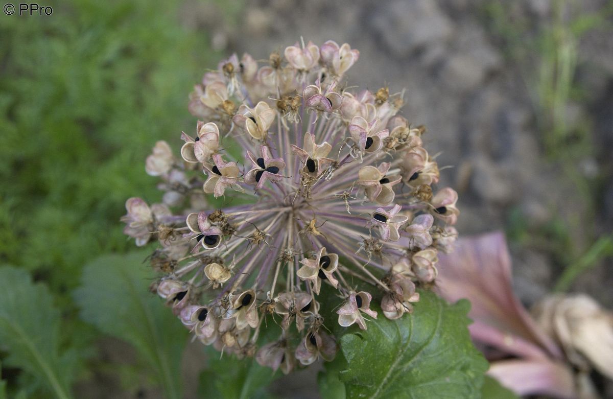 Blauzungenlauch Blauzungenlauch