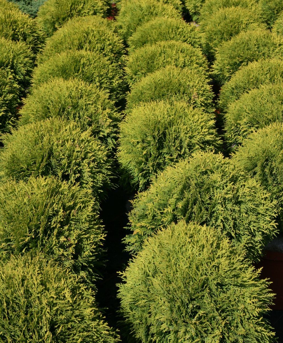 Goldkugeldlebensbaum Mirjam Goldkugeldlebensbaum Mirjam