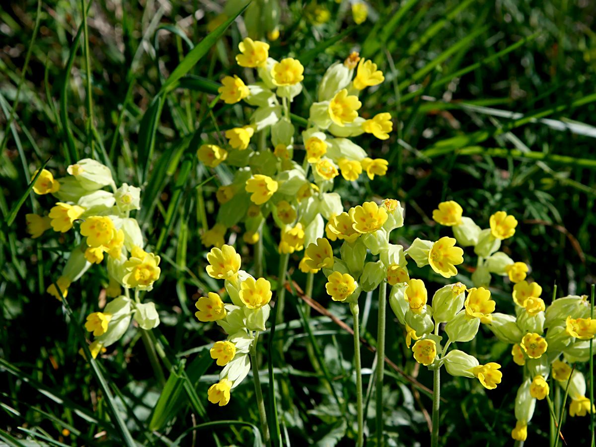 Frühlingsschlüsselblume, Himmelsschlüsselblume