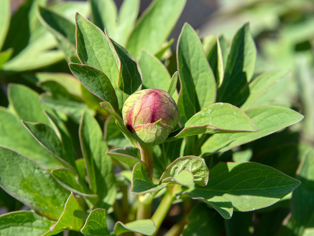 Bauernpfingstrose Anemoniflora
