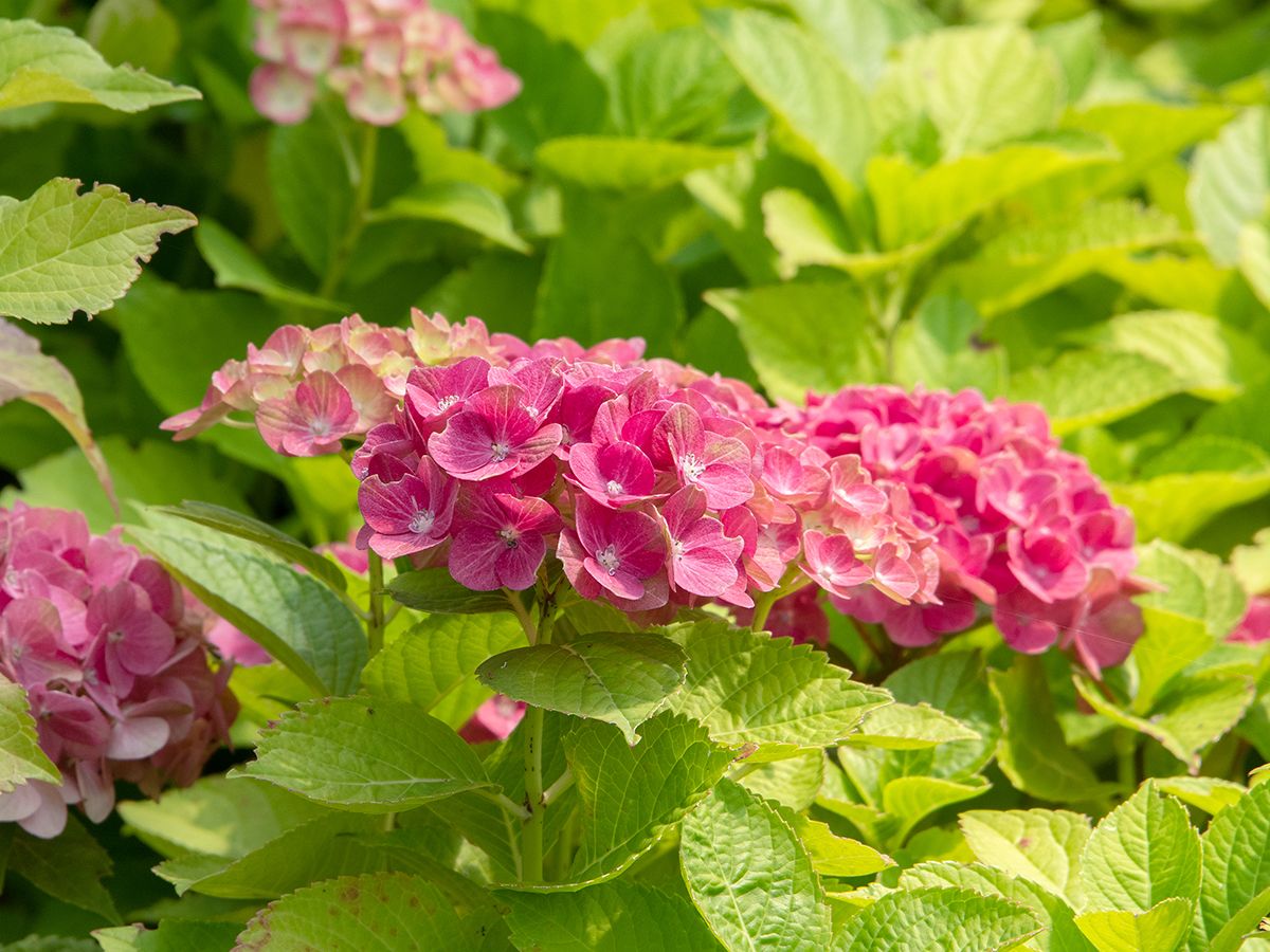 Gartenhortensie Magical Greenfire®