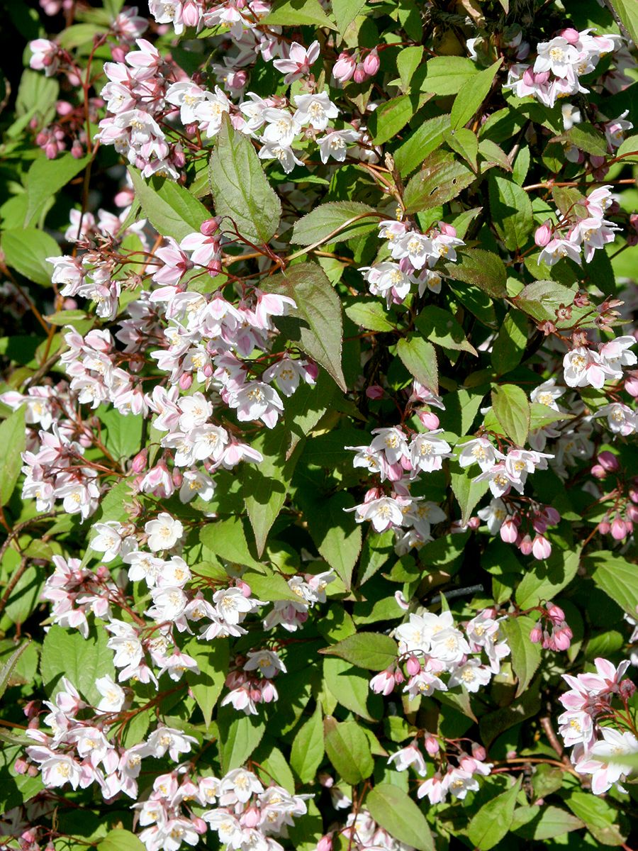 Deutzie Kalmiiflora