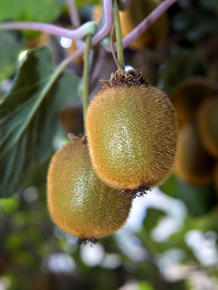 Hayward Kiwi, Chinesische Stachelbeere (anspruchslos, weibliche Sorte),  Actinidia deliciosa Hayward | Hauenstein AG