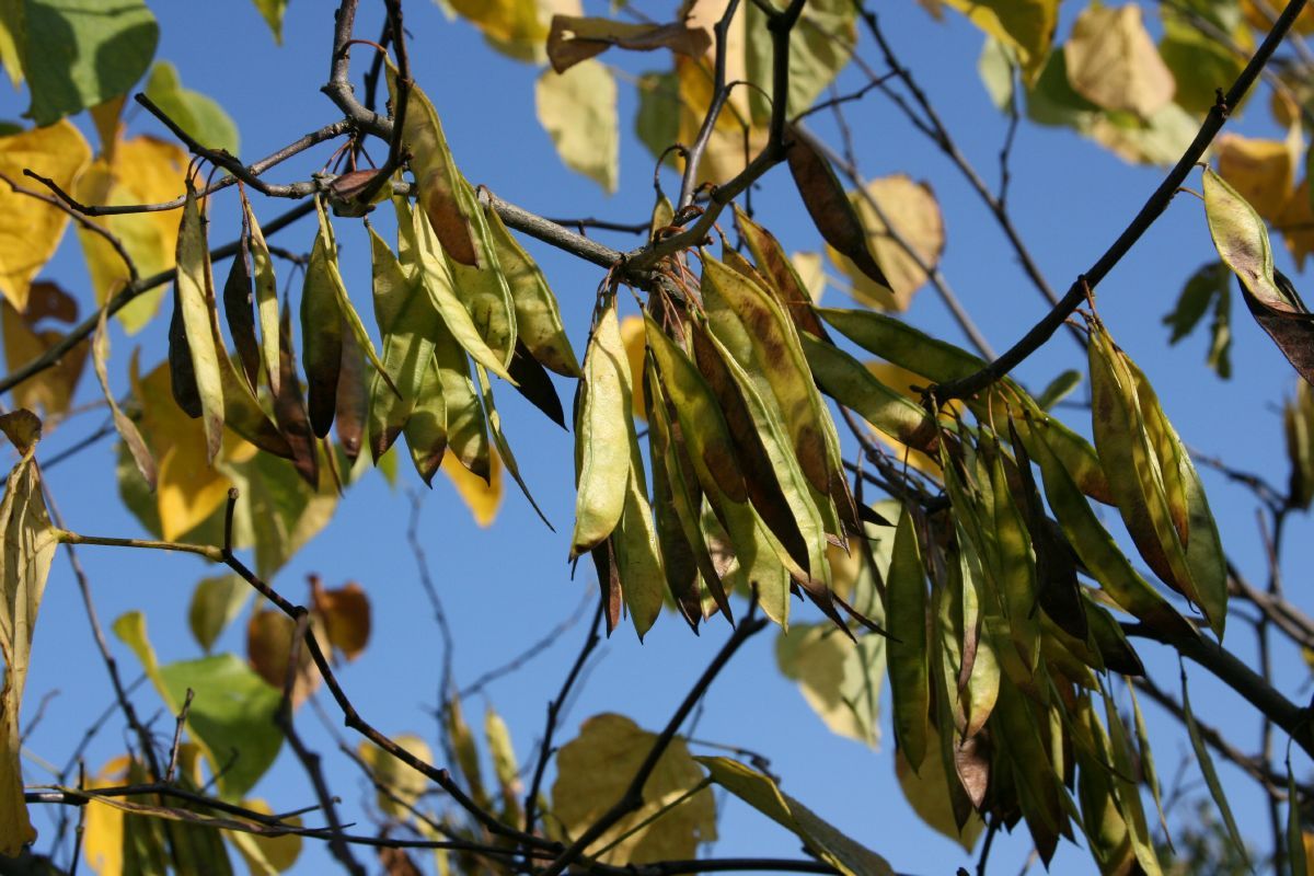 Kanadischer Judasbaum
