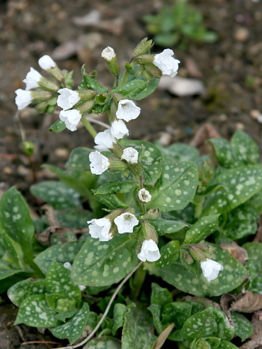 Lungenkraut Sissinghurst White