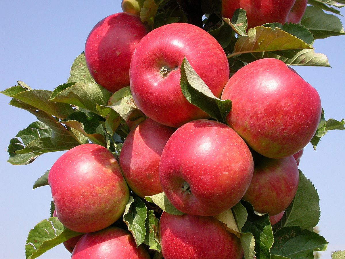 Rondo® Apfel Säulenapfel (anspruchslos, schorfresistent)