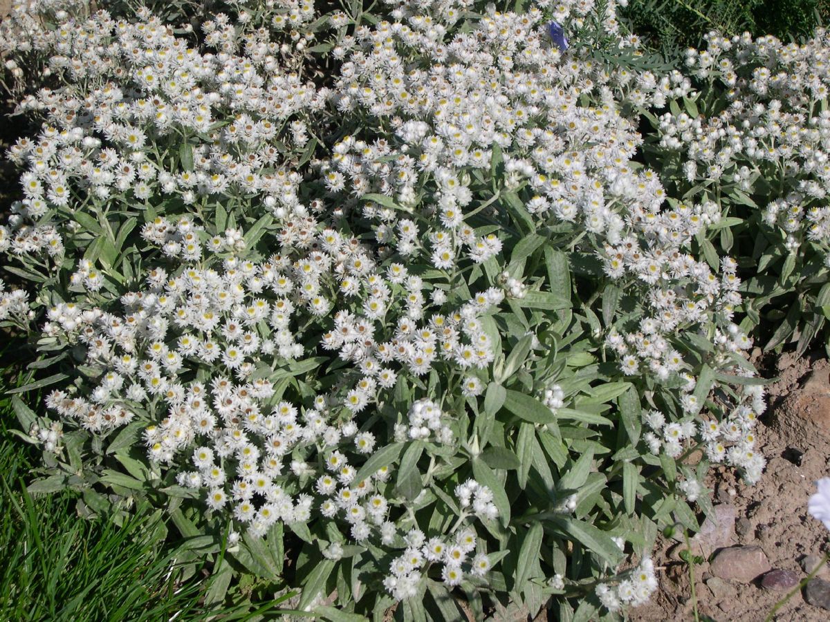 Staudenimmortelle Staudenimmortelle