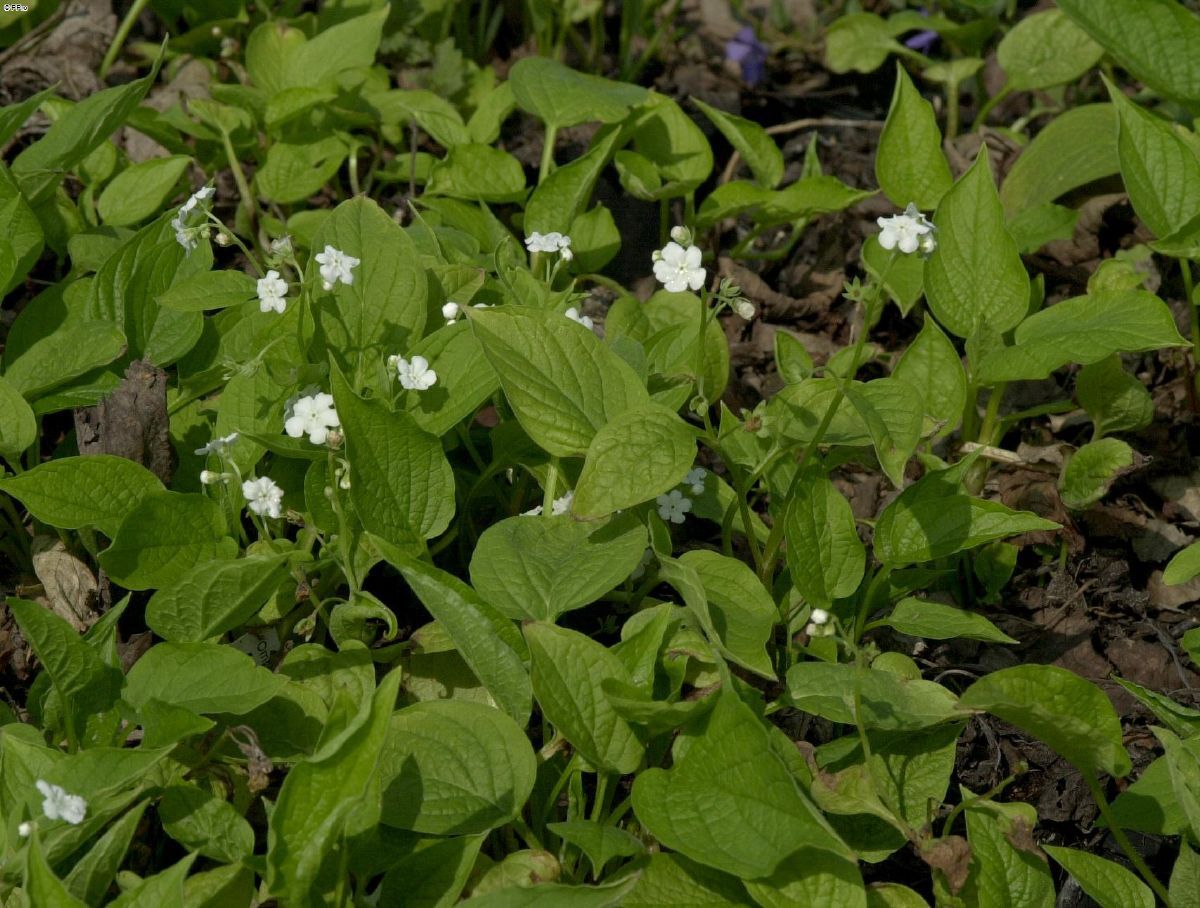 Gedenkemein Alba Gedenkemein Alba