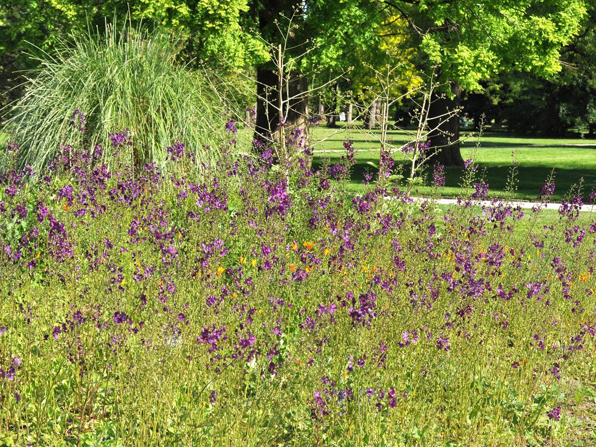 Königskerze Violetta