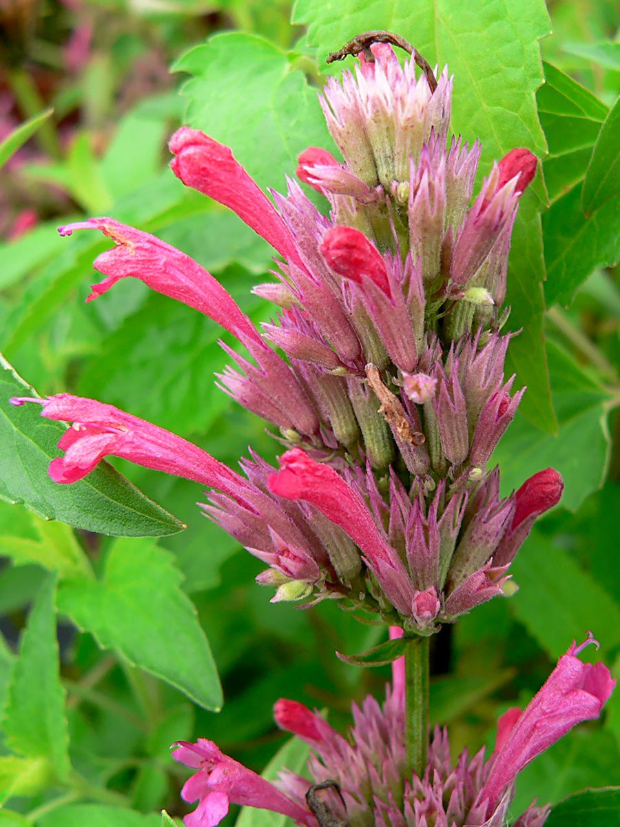 Mexikonessel Red Fortune
