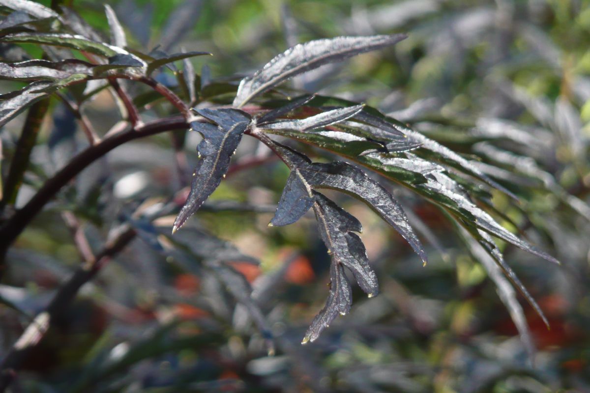 Farnblättriger Holunder Black Lace® Farnblättriger Holunder Black Lace®