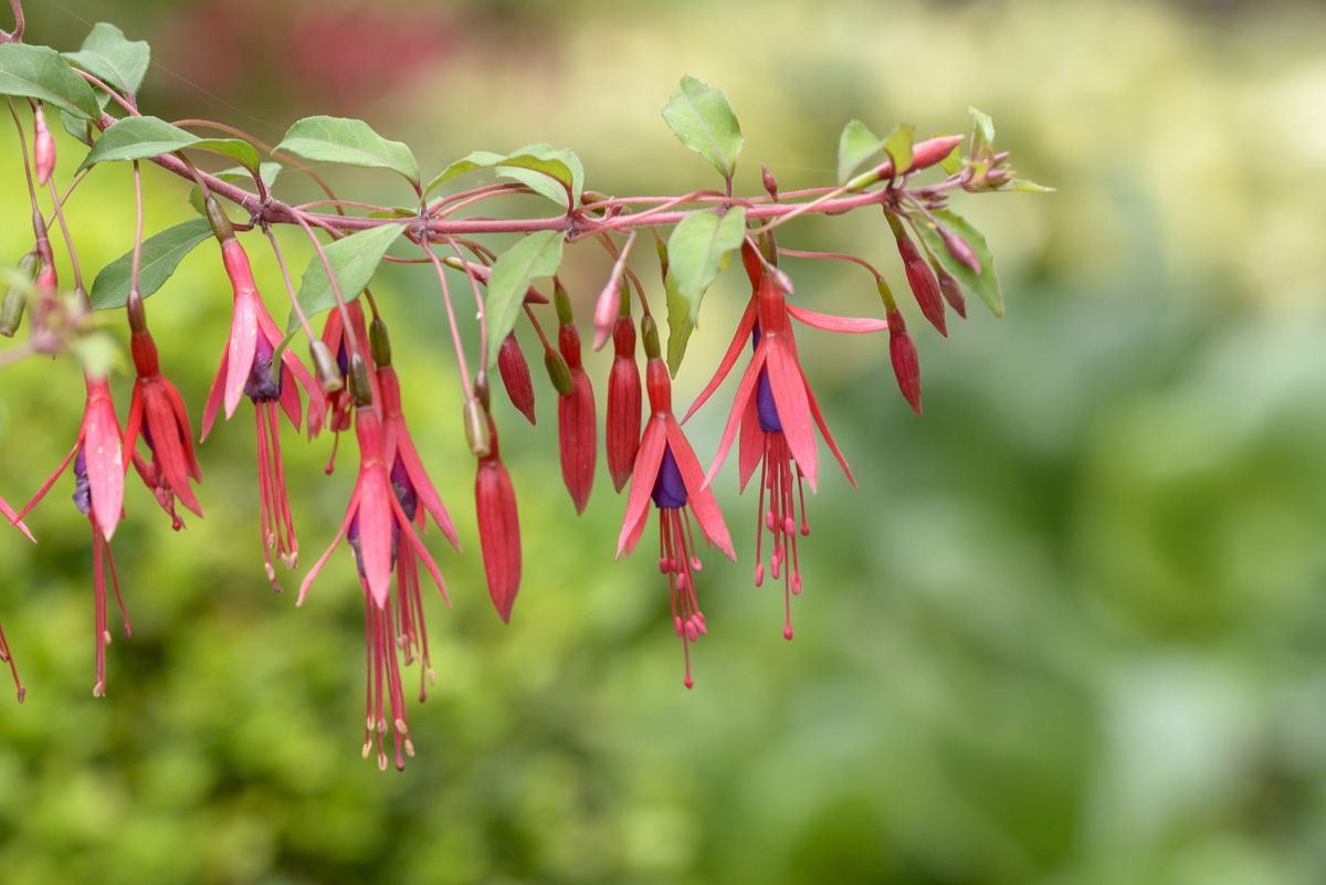 Freilandfuchsie Riccartonii
