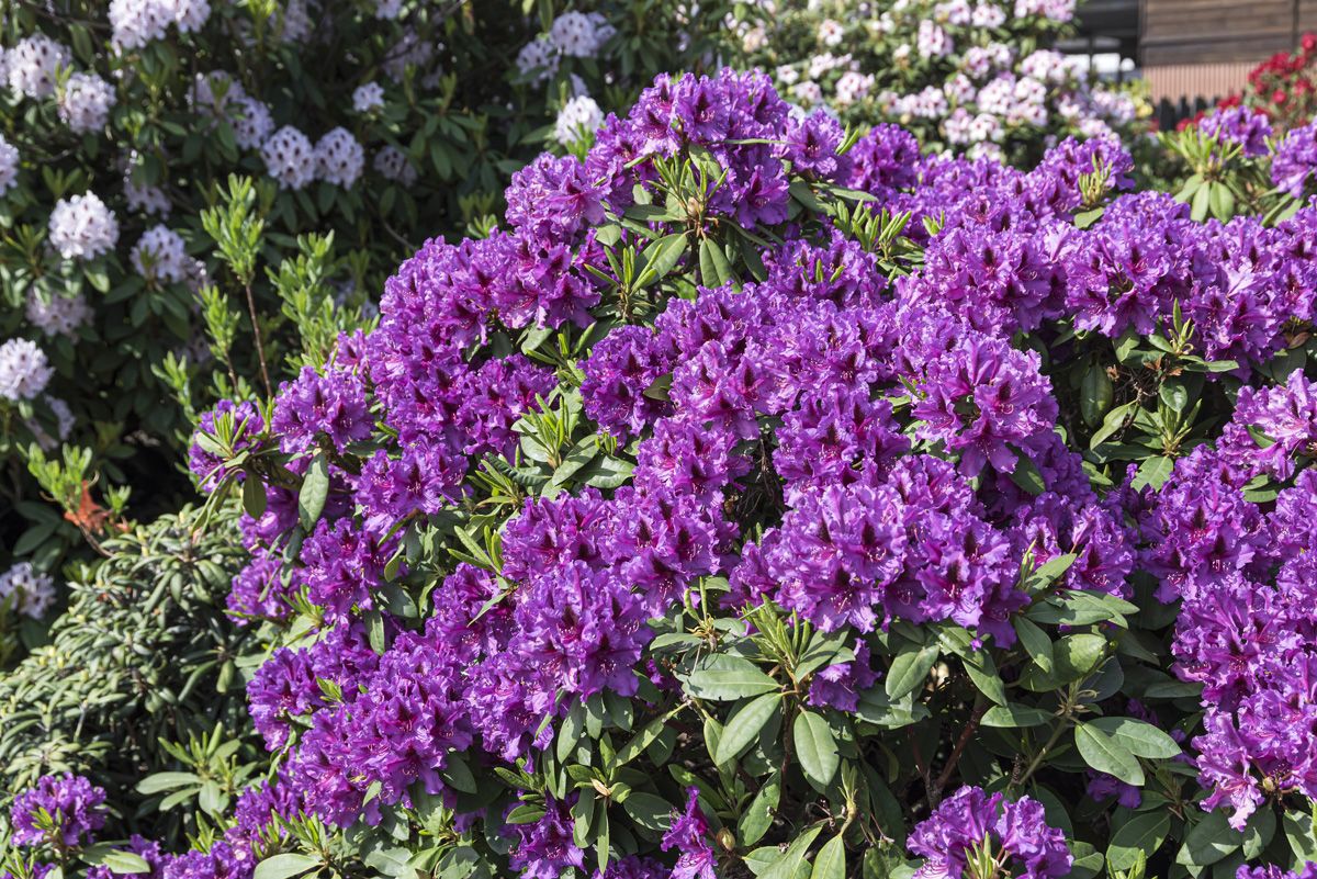 Rhododendron Azurro Rhododendron Azurro