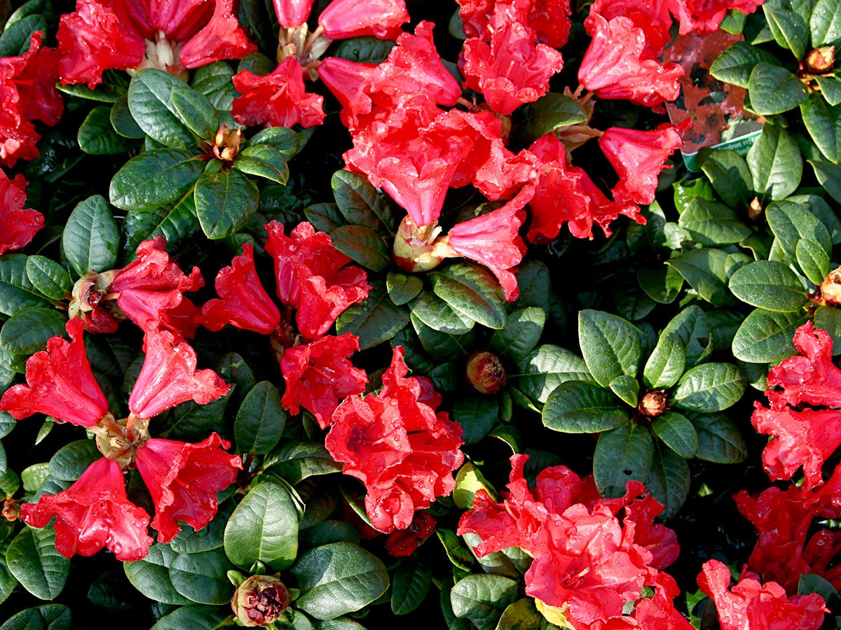 Zwergrhododendron Scarlet Wonder Zwergrhododendron Scarlet Wonder
