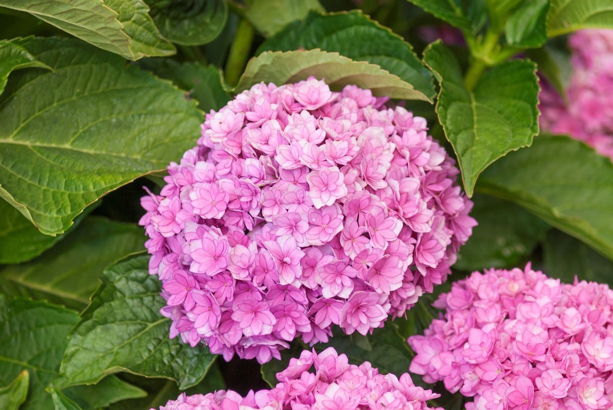 Gartenhortensie Together®