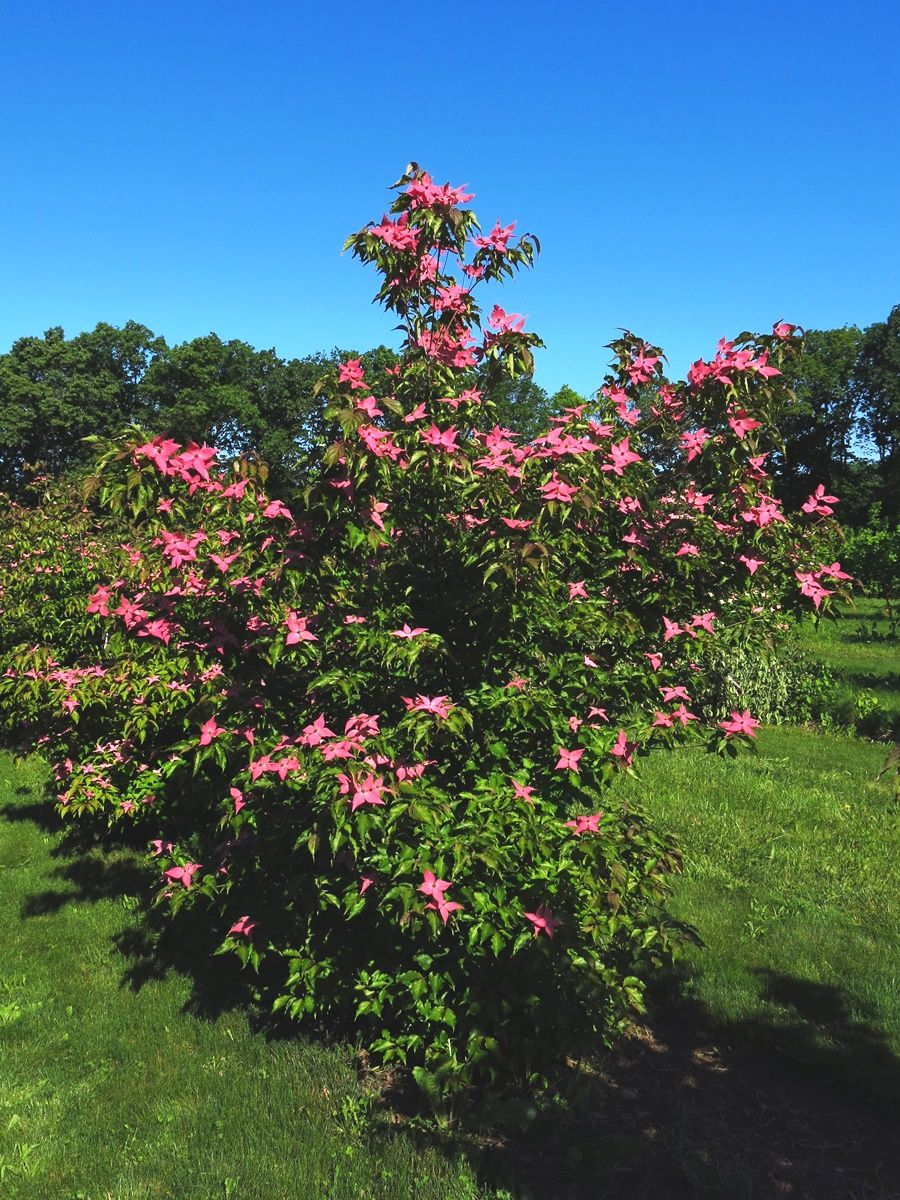 Blumenhartriegel Scarlet Fire®