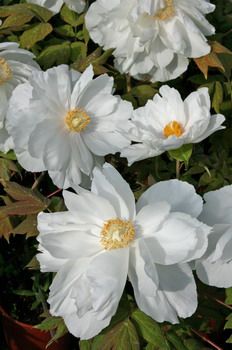 Baumpfingstrose Renkaku