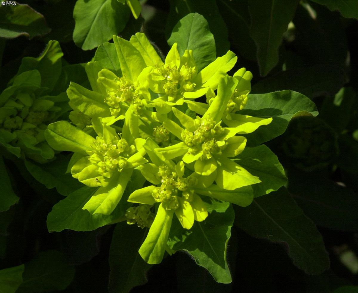 Wolfsmilch Purpurea