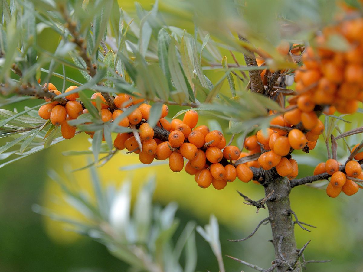 Sanddorn Friesdorfer Orange (weiblich)