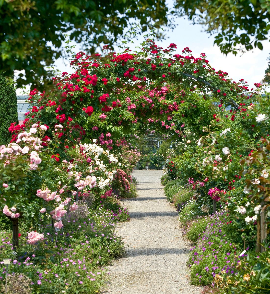 Chevy Chase(R) Kletterrose (Rambler, anspruchslos)