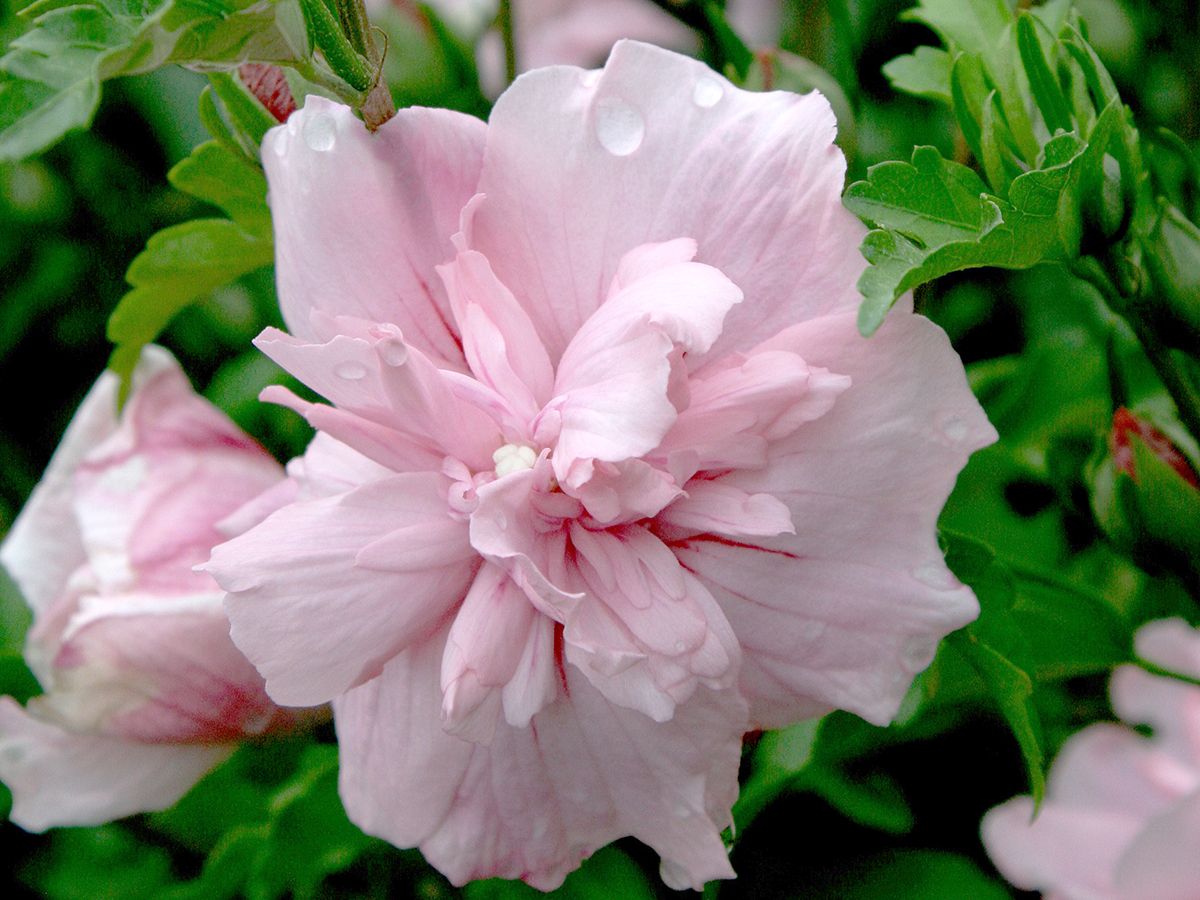 Hibiskus Pink Chiffon®