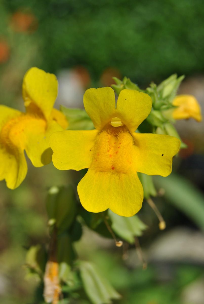 Gelbe Gauklerblume