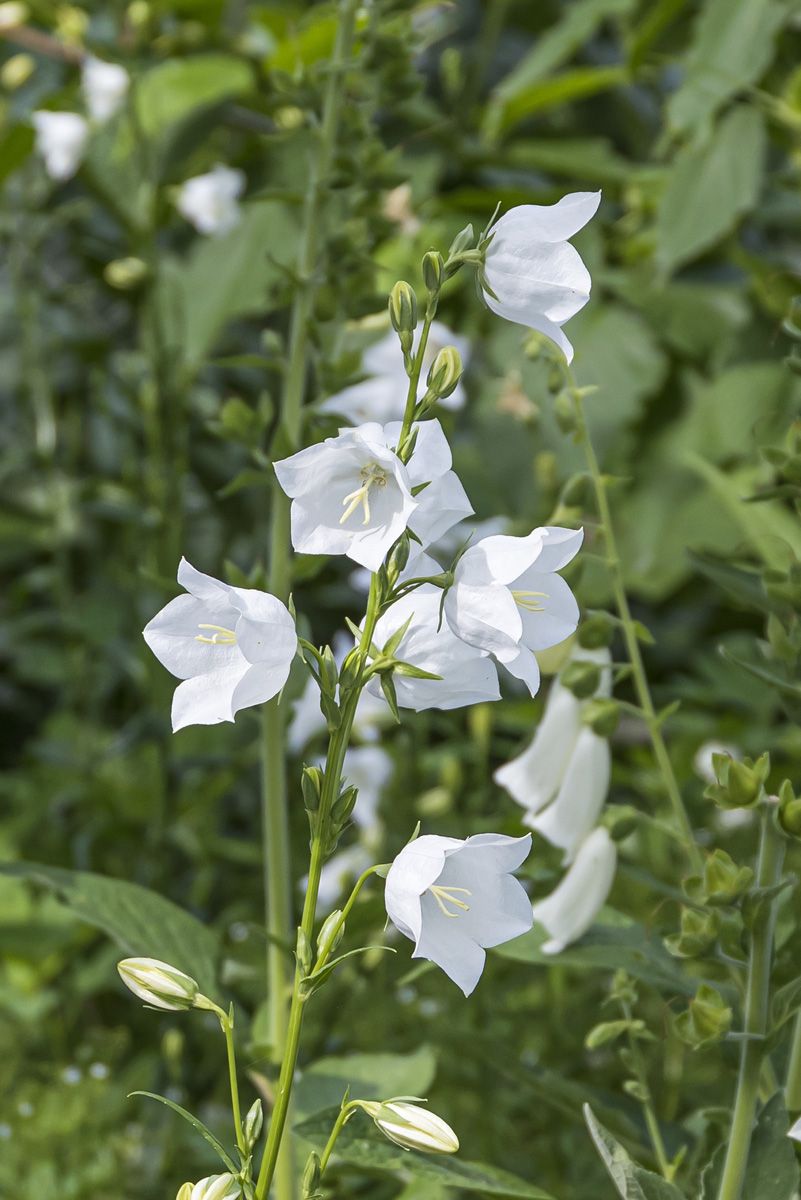Pfirsichblättrige Glockenblume Grandiflora Alba