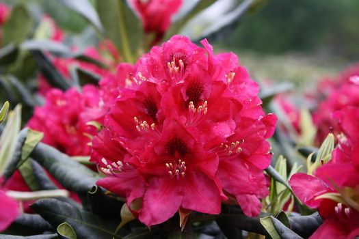Rhododendron Abba