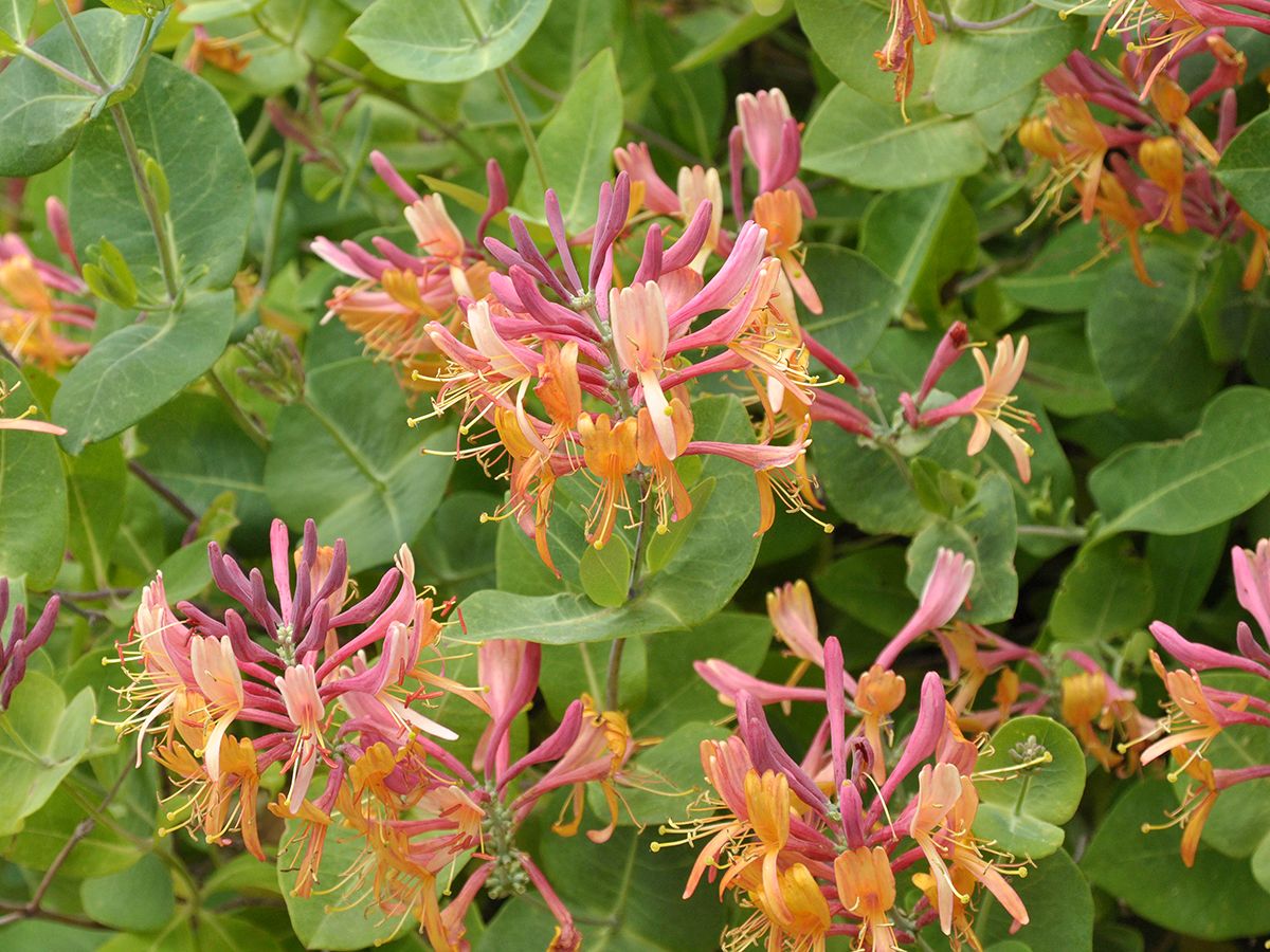 Geissblatt Serotina