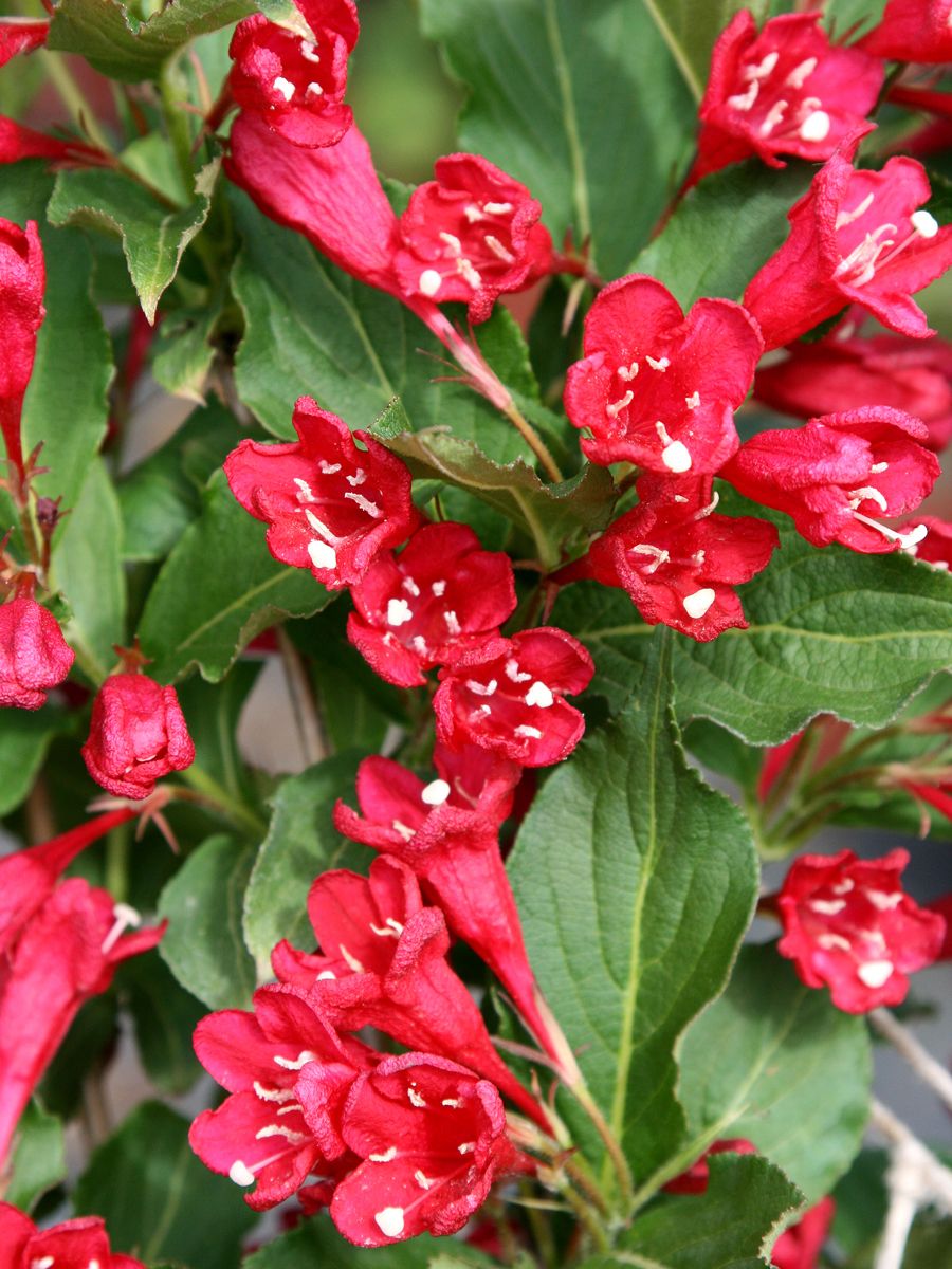Weigelie Red Prince