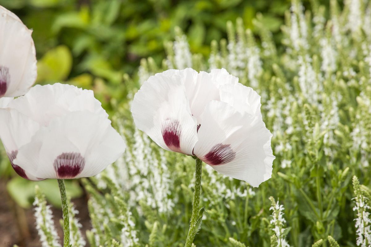 Türkenmohn Perrys White