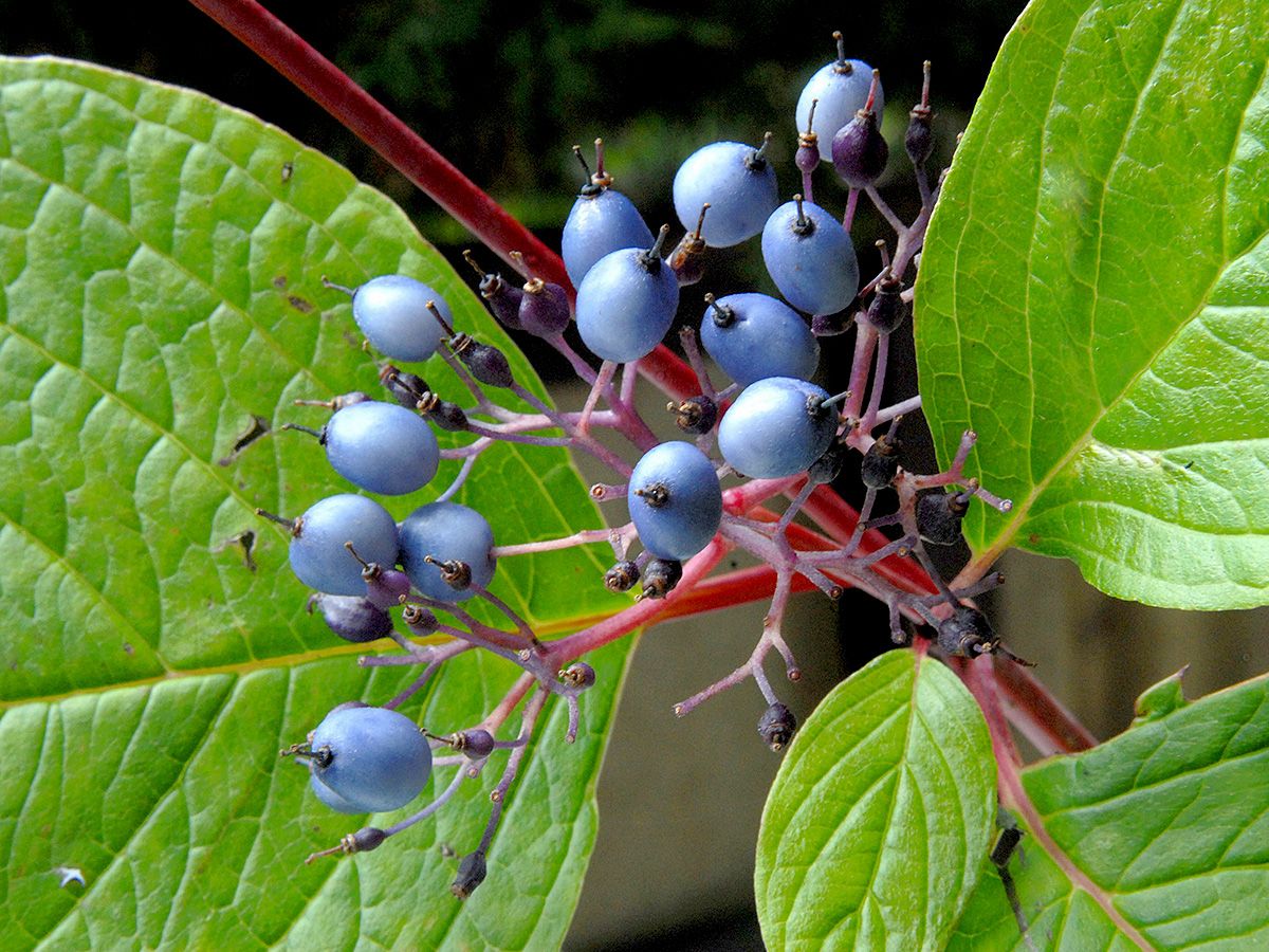 Korallenhartriegel Sibirica Korallenhartriegel Sibirica