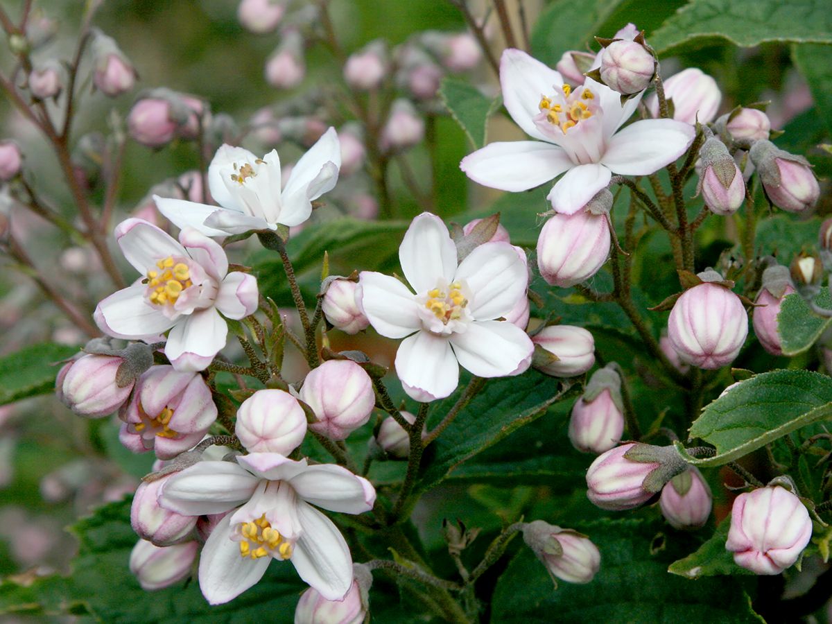 Deutzie Mont Rose
