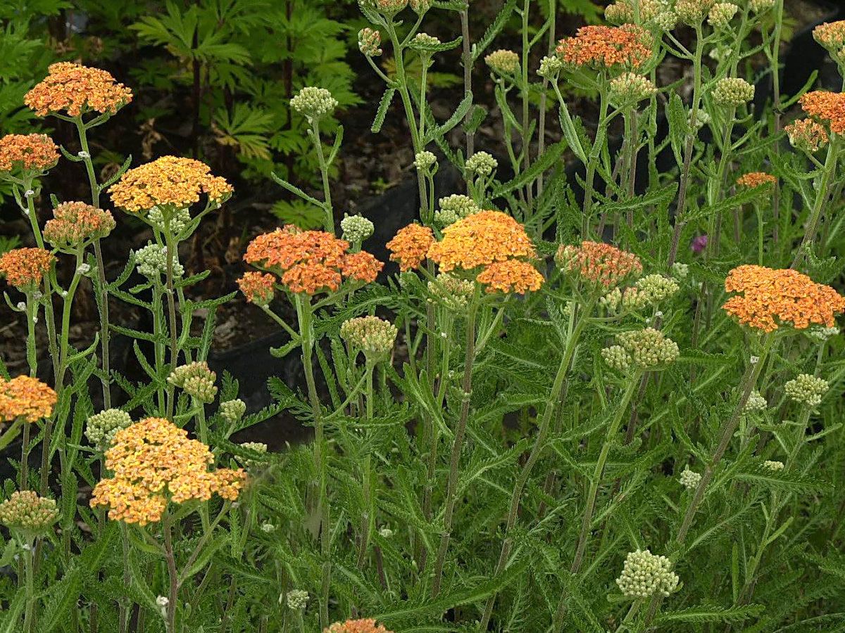 Schafgarbe Terracotta Schafgarbe Terracotta