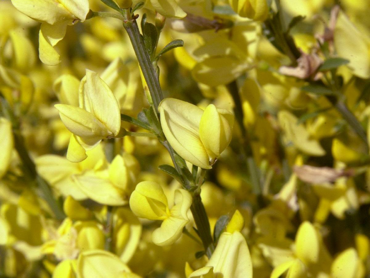 Elfenbeinginster Allgold Elfenbeinginster Allgold