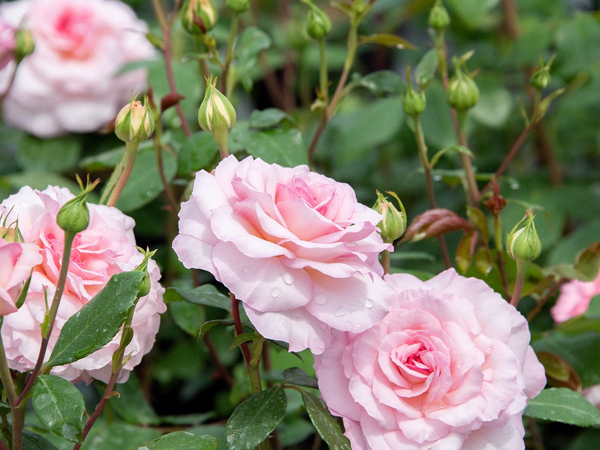 Bremer Stadtmusikanten® Strauchrose (öfter blühend, anspruchslos, leichter Duft)