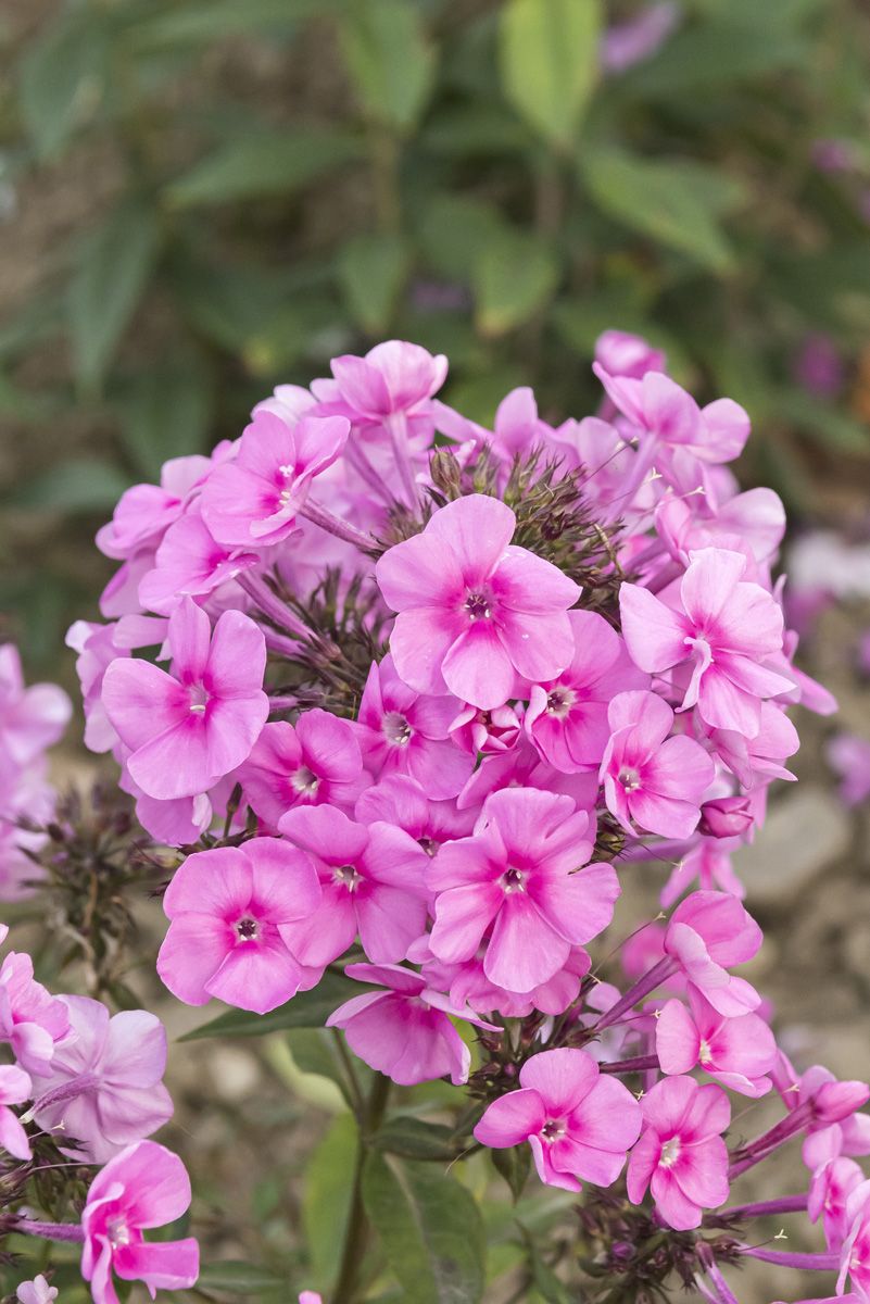 Grossblattphlox Winnetou