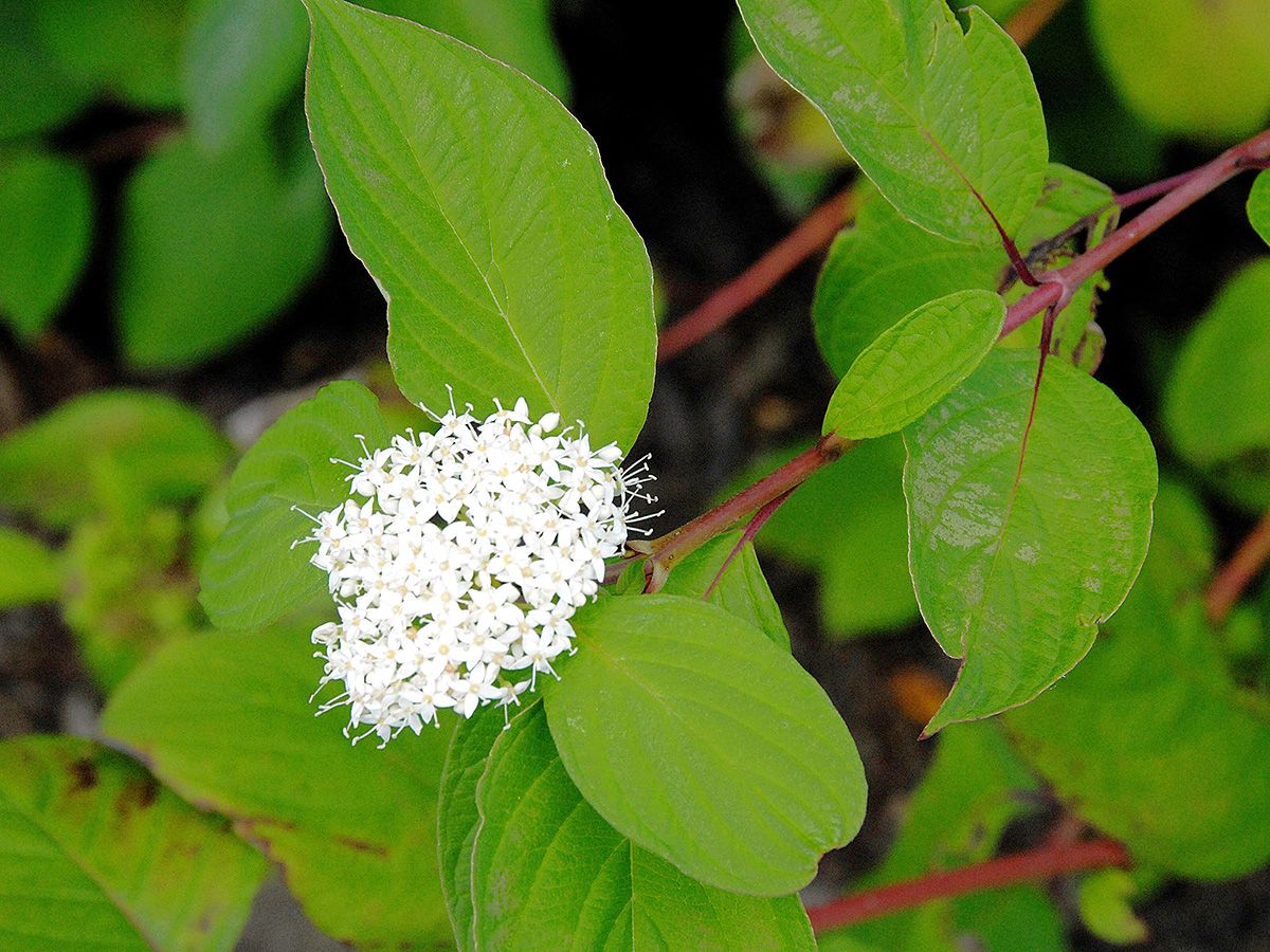 Korallenhartriegel Sibirica Korallenhartriegel Sibirica